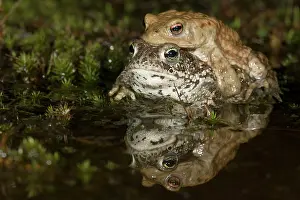 Bufo: Common Toad