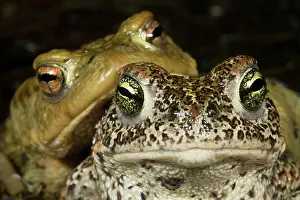 Bufo: Common Toad