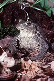 Toads: COMMON TOAD