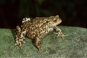 Toad: COMMON TOAD