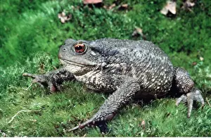 Toad: COMMON TOAD
