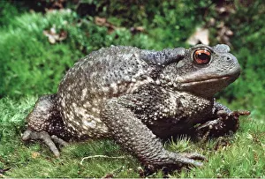 Ugly: COMMON TOAD