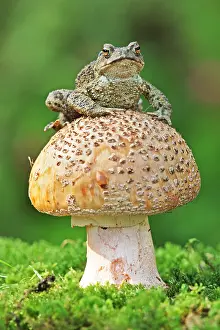 Humour: Common Toad (Bufo bufo) adult, sitting on toadstool, on