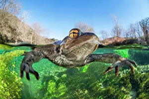 Bufo: Common toad (Bufo bufo) floats on the surface of