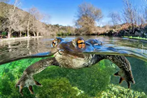 Bufo: Common toad (Bufo bufo) floats on the surface of