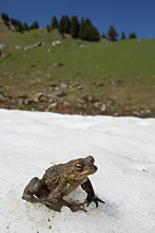 Fribourg: Common Toad (Bufo bufo) male on snow, near a small