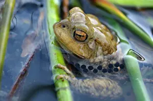 Bufo: Common Toad (Bufo bufo) male surrounded by eggs