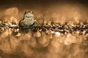 Spots: Common Toad (Bufo bufo) male on wet road after