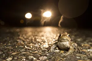 Bufo: Common Toad (Bufo bufo) male on wet road during