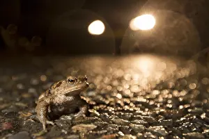 Bufo: Common Toad (Bufo bufo) male on wet road during