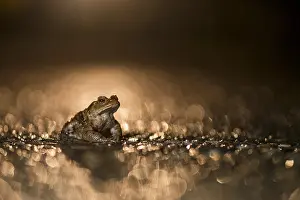 Spots: Common Toad (Bufo bufo) male on wet road during