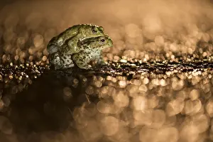 Bufo: Common Toad (Bufo bufo) mating couple on wet ro