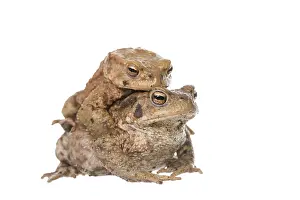 Migrating: Common Toad (Bufo bufo) migrating pair isolated
