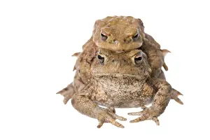 Migrating: Common Toad (Bufo bufo) migrating pair isolated