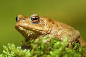 Bufo: Common toad (Bufo bufo) on moss, animal portrait