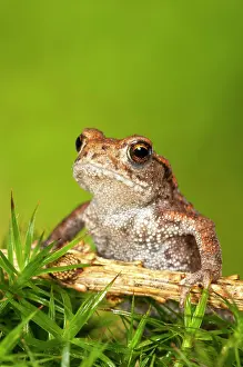 Bufo: Common toad (Bufo bufo) on moss, juvenile, Baden-Warttemberg