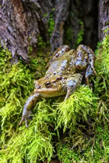 Bufo: Common toad (Bufo bufo), sits in moss, Baden-W&, x32d3496d;be