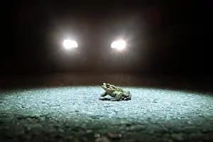 Bufo: Common toad (Bufo bufo) during toad migration at