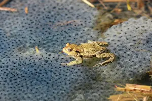 Spawn: Common toad (Bufo bufo) in the water between spawn