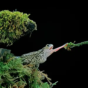 Brian Bevan: Common TOAD - catching insect, with extended tongue