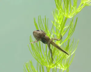 Common toad E tadpole with 4 legs