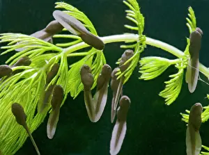 Tadpoles: Common Toad E tadpoles x1