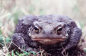 Ugly: COMMON TOAD - Facing