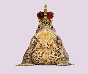Crowns: Common Toad - 'Frog Prince' wearing crown