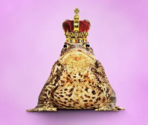 Crowns: Common Toad - Frog Prince wearing crown