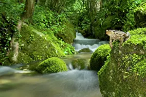Michele Menegon: Common Toad - male by an Alpine stream