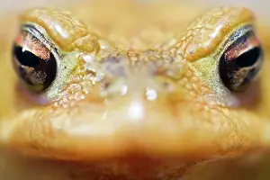 Bufo: Common Toad - male portrait