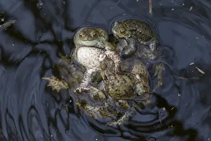 Copula: Common Toad - mating group - Germany