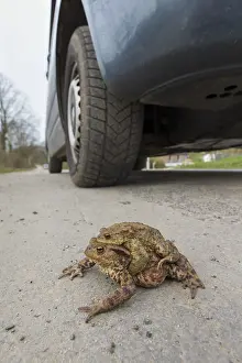Copula: Common Toad - mating pair crossing a road - Germany