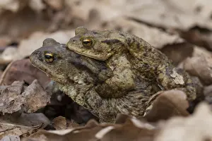 Copula: Common Toad - mating pair - Germany