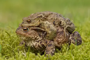 Copula: Common Toad - mating pair - Germany