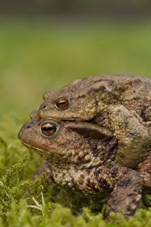 Copula: Common Toad - mating pair - Germany