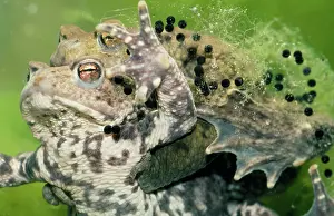 Toadspawn: Common Toad - mating. Spawning