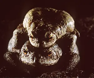 Ugly: Common TOAD - pair, mating