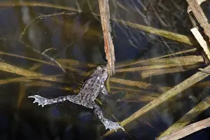 Toad: Common toad in a pond, early April