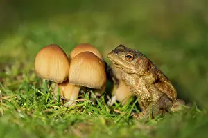 Toad: Common Toad - resting by a group of mushrooms amongst