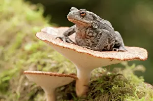 Toadstools: Common Toad. sitting on fungi - North Lincolnshire