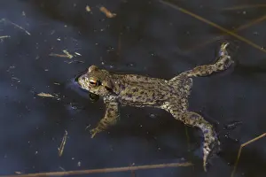 280917: Common Toad - swimming male - Germany