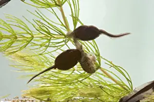 Cannibalism: Common toad - tadpole 5 weeks, cannibalism - x0.7