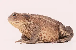 Toads: COMMON TOAD - side view