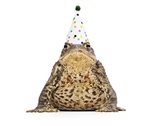 161118: Common Toad wearing Birthday party hat