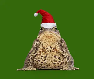 161118: Common Toad wearing Christmas hat