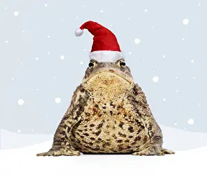 161118: Common Toad wearing Christmas hat in winter scene