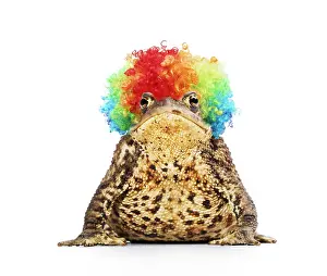 Wigs: Common Toad wearing rainbow wig