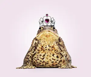 Princess: Common Toad wearing tiara / crown