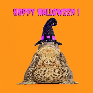 Witches: Common Toad wearing witches hat